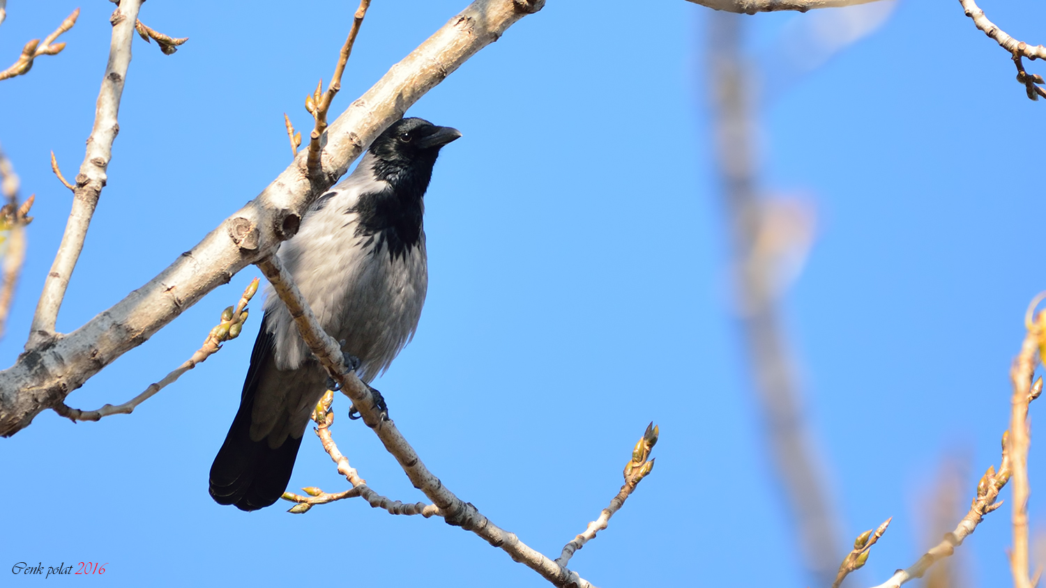 Hooded Crow